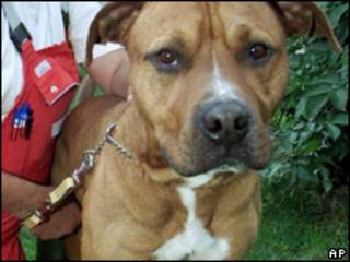 Cão da raça Staffordshire Terrier (AP, arquivo)
