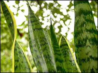 Planta