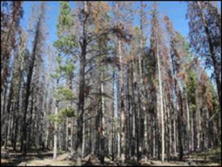 Bosque