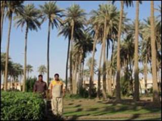 بستان نخيل