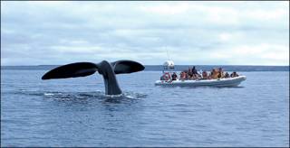 Avistaje de ballena en Puerto Madryn, Argentina. Autor: Alberto Patrian.