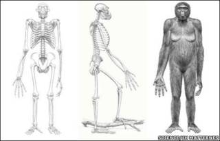 Gráfica de Ardipithecus (Science)
