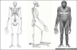Ardipithecus ramidus, image: SCIENCE/JH Matternes