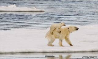 Filhote de urso polar nas costas da mãe (Foto: Angela Plumb)