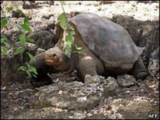 Tortuga gigante