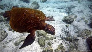 Tortuga
