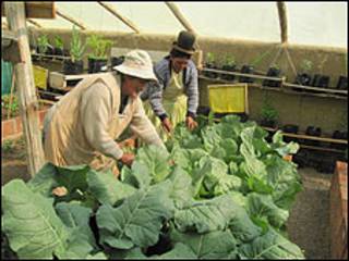 Mujeres en una micro huerta en Bolivia
