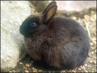 Conejo