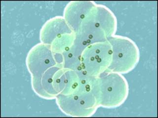 Fertilização In Vitro
