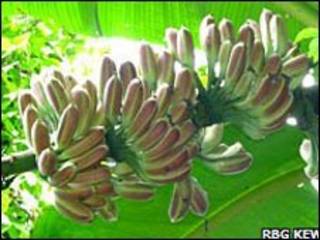 名为Musa itinerans的粉红色香蕉