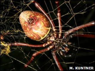 Nephila Komaci