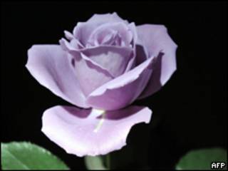 Rosa genéticamente modificada