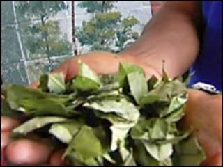 Folha de coca