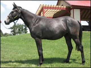 Cavalo (arquivo)