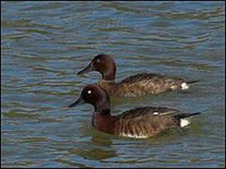 Patos de Madagascar