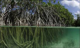Manglar en Yucatán.