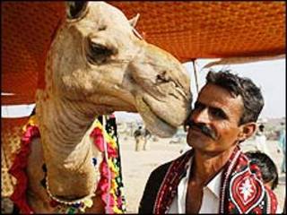 مسابقه زیباترین شتر