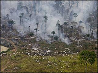 Deforestación en el Amazonas (foto Greenpeace)