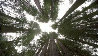 Bosque
