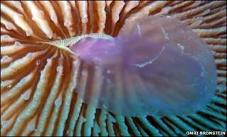 Coral devorando água-viva