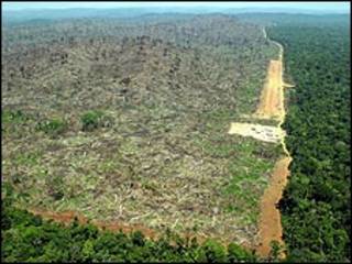 Deforestación del Amazonas. Foto de archivo cortesía de Greenpeace