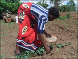 Cosecha en Malawi