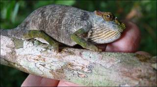 Camaleão 'Kynyongia magomberae' (Foto: Universidade de York)