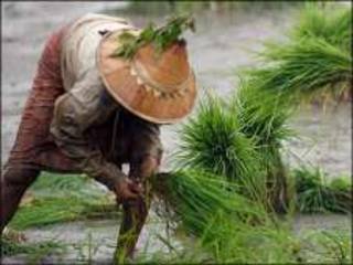 paddy_field