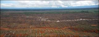 Bosque talado para producir aceite de palma en el norte de Perú