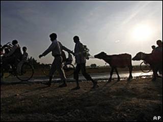 Sacrificio de animales en Nepal