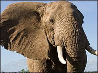 Elefante