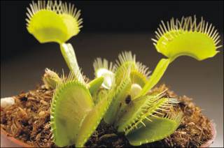 Venus atrapamoscas. (Foto: gentileza de Neocultivos).