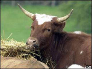 Vaca