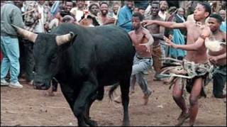 Jovens zulus cercam touro (arquivo)