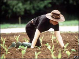 Agricultura orgánica