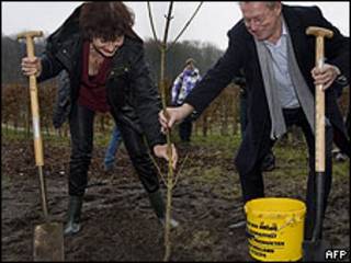 Plantación de tallos del árbol de Ana Frank