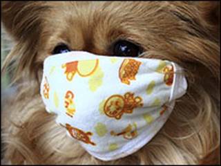 Perrito con mascarilla
