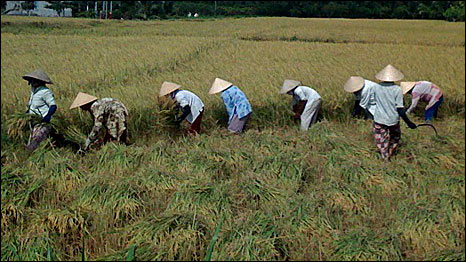 Thu hoạch lúa ở miền Nam