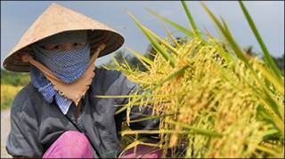 Nông dân Việt Nam