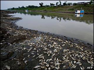 Peixes em leito seco do rio Solimões