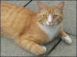 O gato Sandy (Foto: Divulgação)