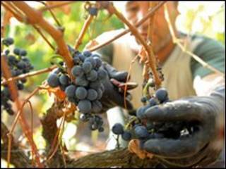 Viñedo en Portugal