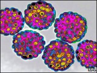 Vírus HPV (arquivo)