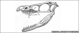 Sinornithosaurus (PNAS)