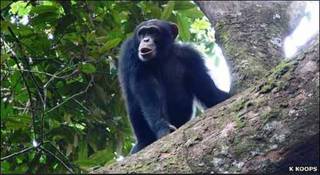 Chimpancé en Guinea