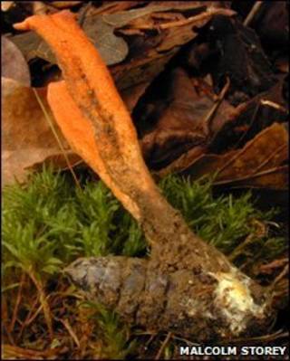 Cordyceps, ou cogumelo da lagarta