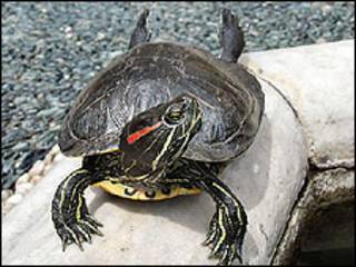 Tortuga de orejas rojas