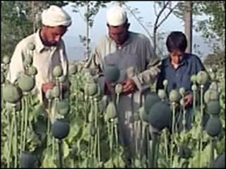کشتزار خشخاش در افغانستان