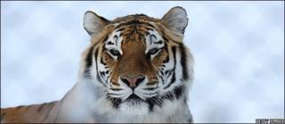 Tigre