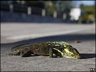 Iguana caída de un árbol en Florida